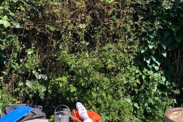 "They have taken my wall of green."