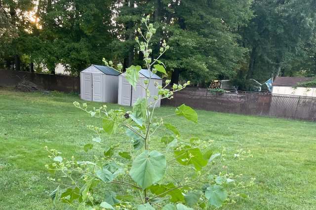 "It releases a chemical odor that is harmful to the surrounding soil."