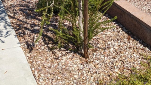 If the homeowner can prove the tree is alive and well, the HOA has no right to remove it.