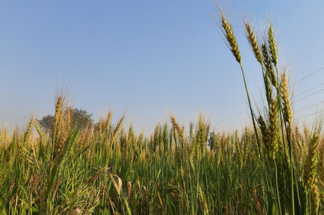 Wheat prices are now at a record high because of lacking crop yields.