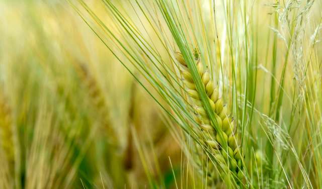 This staple provides sustenance for more than one-third of the world’s population, so improving its security is critical.