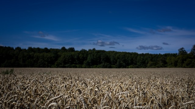A vast field of golden wheat swaying gently in the breeze under a bright blue sky with scattered clouds. The background features a dense line of green trees. The study analyzed over 3,000 reports around the world.