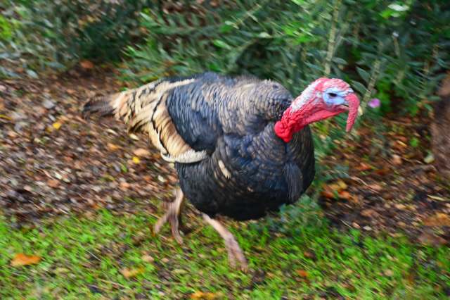 Encounters between people and wild animals are becoming more common.