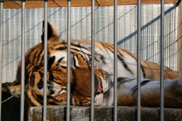 "Highly lucrative and has devastating effects."