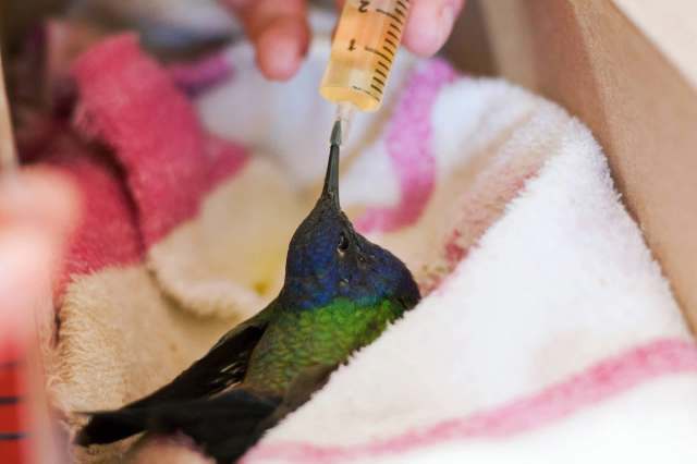 "I’ve never been able to turn down anything that’s little and wants to live."