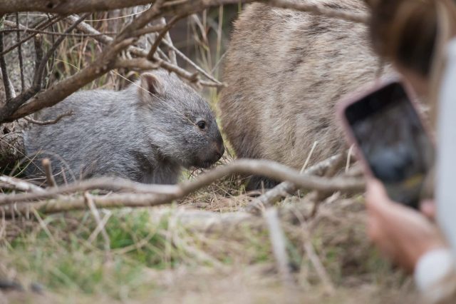 The cameraman can be heard laughing.