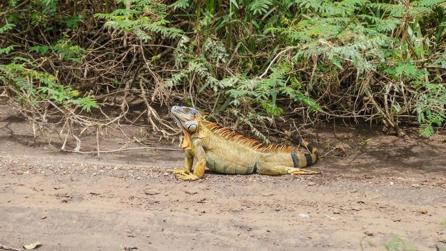 Losing even a single species causes serious ripple effects.
