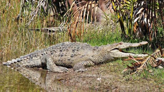 Florida researchers have tagged 15 crocodiles with satellite trackers to find out how they’re adjusting.
