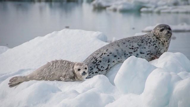 Researchers expect more plastic than fish in the sea by 2050.