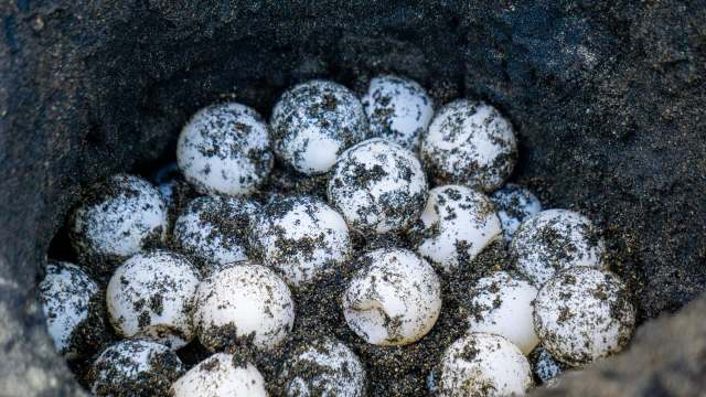 "They literally date back millions of years to the age of the dinosaurs."