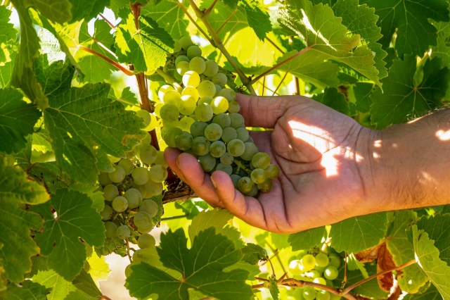 Belgium's 2024 wine output was the lowest since 2017.