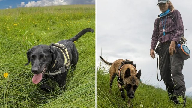 The future is bright for these rare orchids.