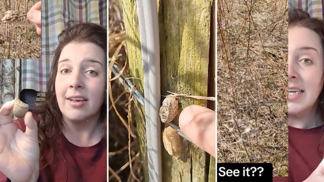 "[They] come back to the same spot year after year to lay eggs."