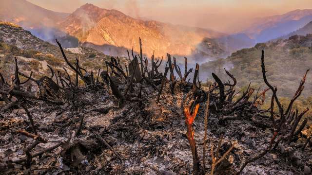 Their return to a region after a devastating fire is a sign that the area is healing.