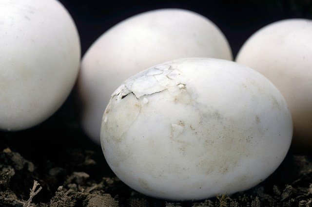 "This is a monumental achievement for our animal care team."