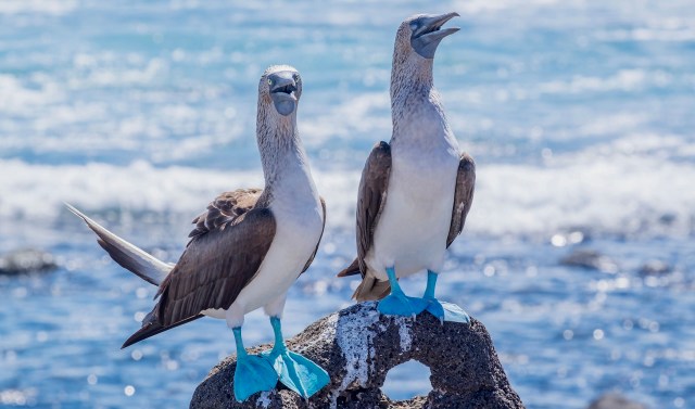 "Our study shows the importance of considering behavioral plasticity in conservation efforts."