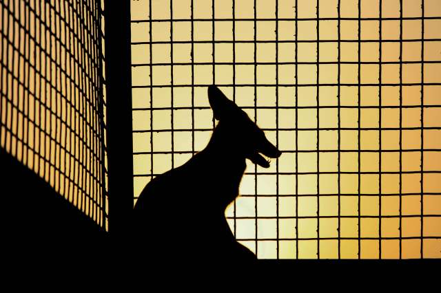 This rescue has provided a rare glimpse inside an industry that operates almost entirely out of public view.