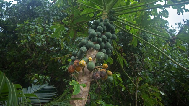 "Even after the typhoon left Asan Ridge looking barren, the tree snails endured."