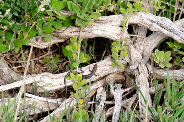 "Those ... trials have been underway for multiple years now."