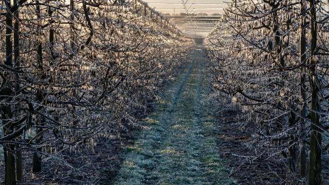 Grape and apple producers are also at risk, and there is an urgency to quickly adapt.