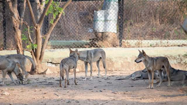 "Typically, only 50% of the wolf pups survive."