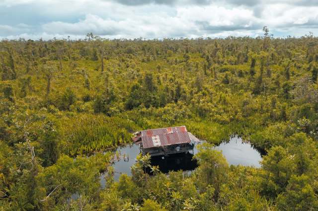 The ongoing destruction threatens the survival of a critical species.