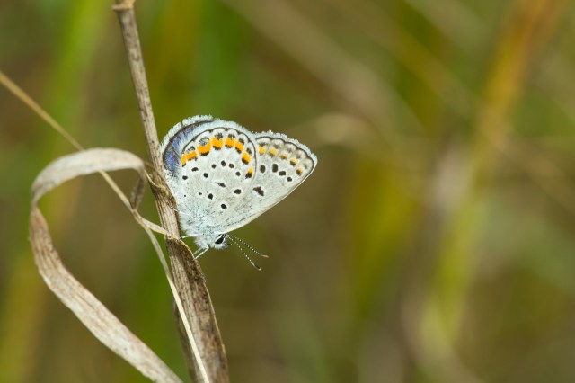 "Not using pesticides in your yard can go a long way."