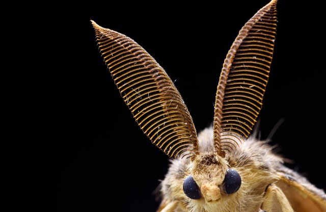 "This study represents the only record of the species apart from the holotype [collected in 1951]."