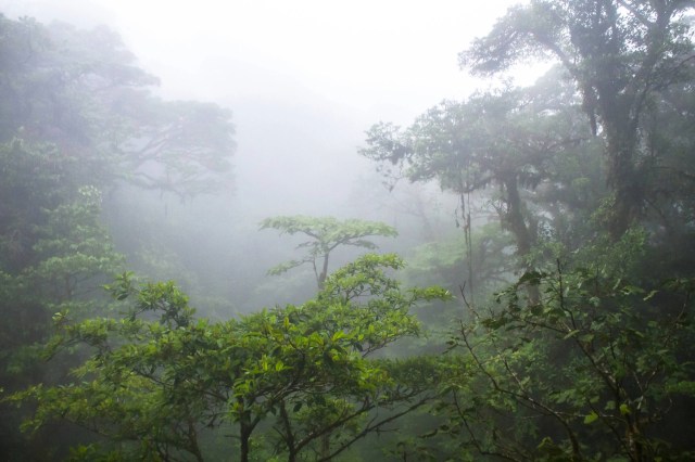 A forest in disarray could quickly lead to species in decline.