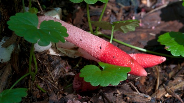 This story shows that you don't have to be a scientist to look out for lost species.