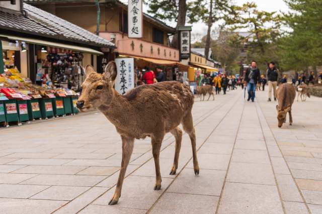 Access to nature and wildlife is a privilege.