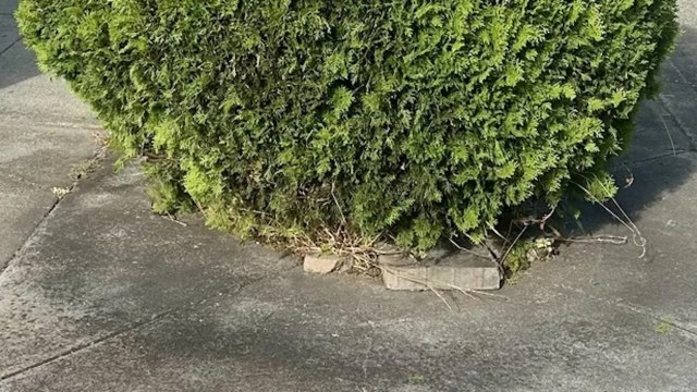 "Spraying leaves with paint is a terrible idea."