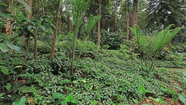 "Once a species vanishes, it's irreversible."