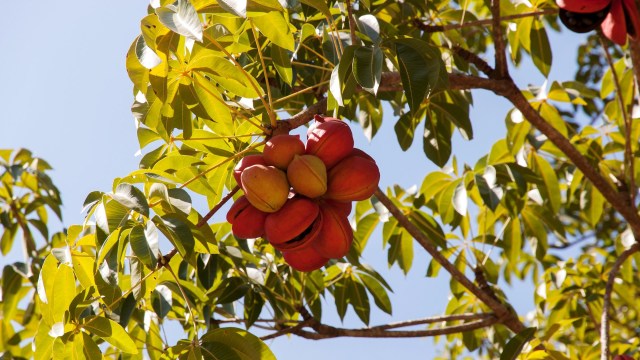 The ban is a positive development for the region.