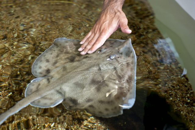 "Run by business people, not animal experts."