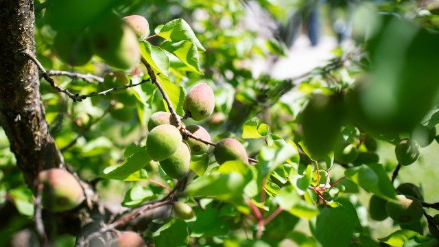 These losses hurt farmers' livelihoods and increase food prices.