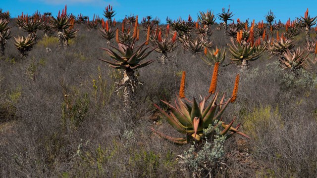 It’s a desert-like area rich with flora, especially minuscule succulents.