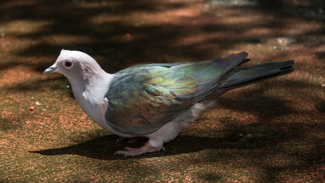 The temple has experienced a visitor boom since 2020.