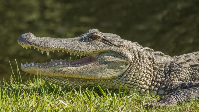 The victim's wife told deputies that they try not to go into the yard when the alligator is around.