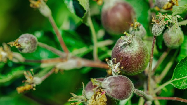 Experts say this type of pattern is becoming more common.