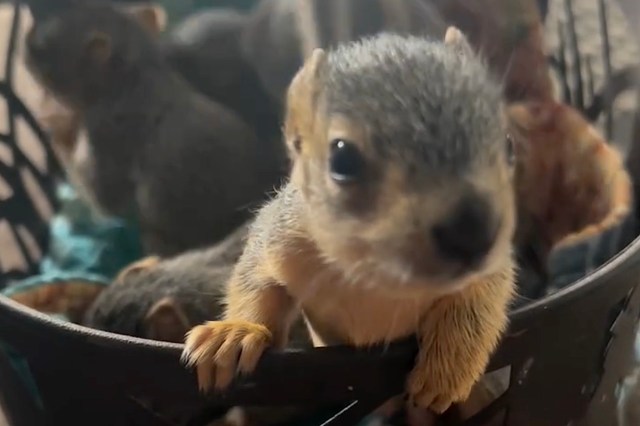 The spring storm season usually leads to increased calls for wildlife rescues.