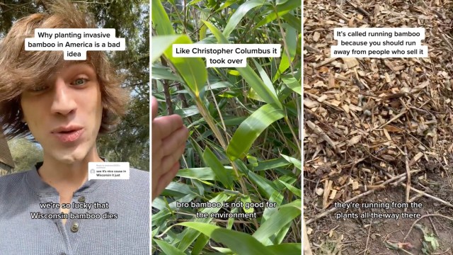 TikTok users were emphatic about the topic.