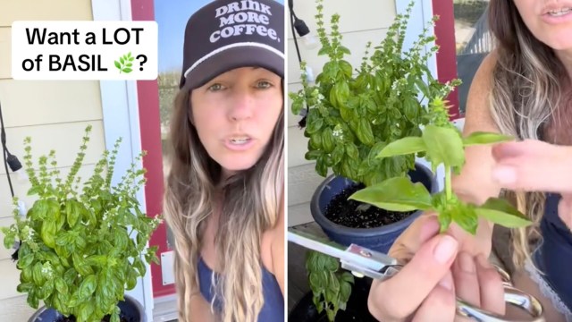 "Put it into water, grow roots, and then plant more basil."