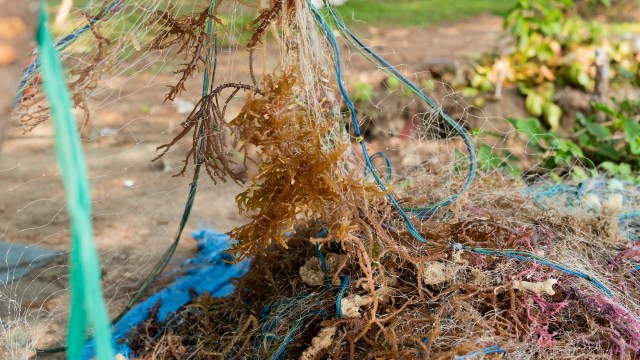 "The more an animal battles to free itself from netting, the worse the entanglement becomes."