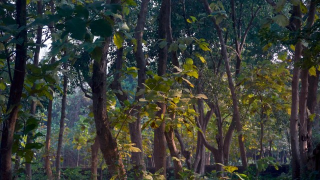 Trail cameras like the one that spotted this rare animal are becoming essential tools.