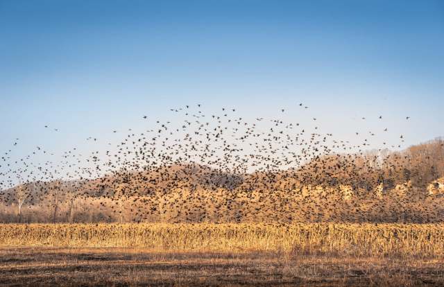 Field guides are now out of date.