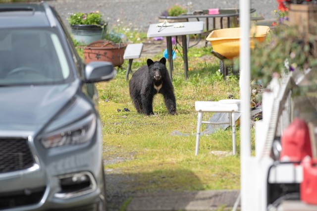 According to police, black bear sightings have become more common.
