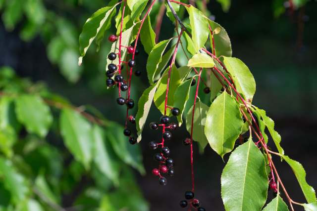 "Ask for specific bylaw."