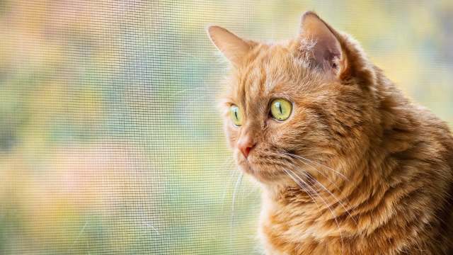 "Please tell me she’s an indoor-only cat."