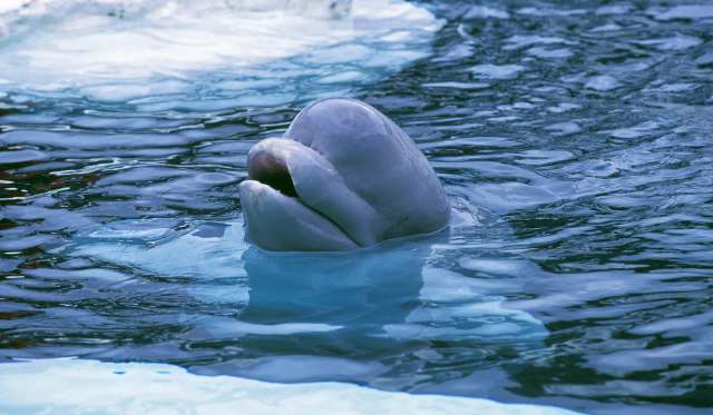 The sighting excites the researchers, but it also sounds alarms.